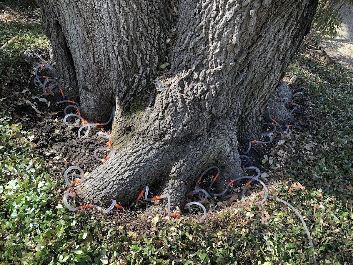 Detailed Tree Cabling and Bracing job site in Elk Horn