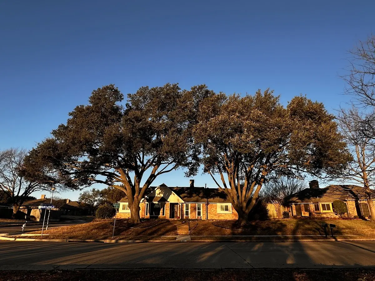 Established residential canopy tree shading a home in Elk Horn